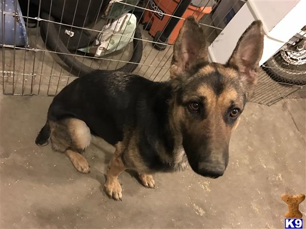 ChicagoGSD Picture 1